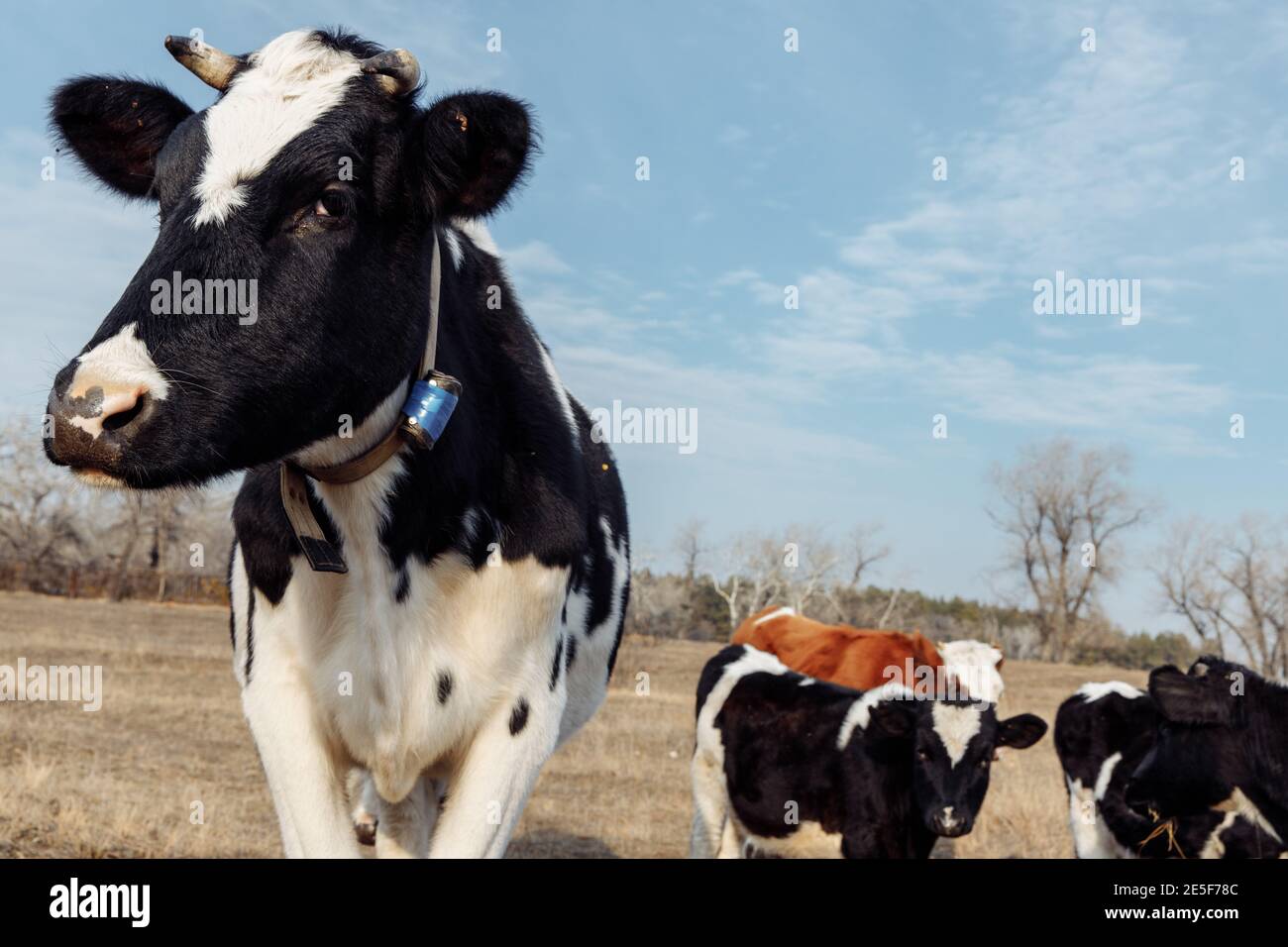 Eine schwarz-weiße Kuh mit Kragen am Hals schaut in den Rahmen. Stockfoto