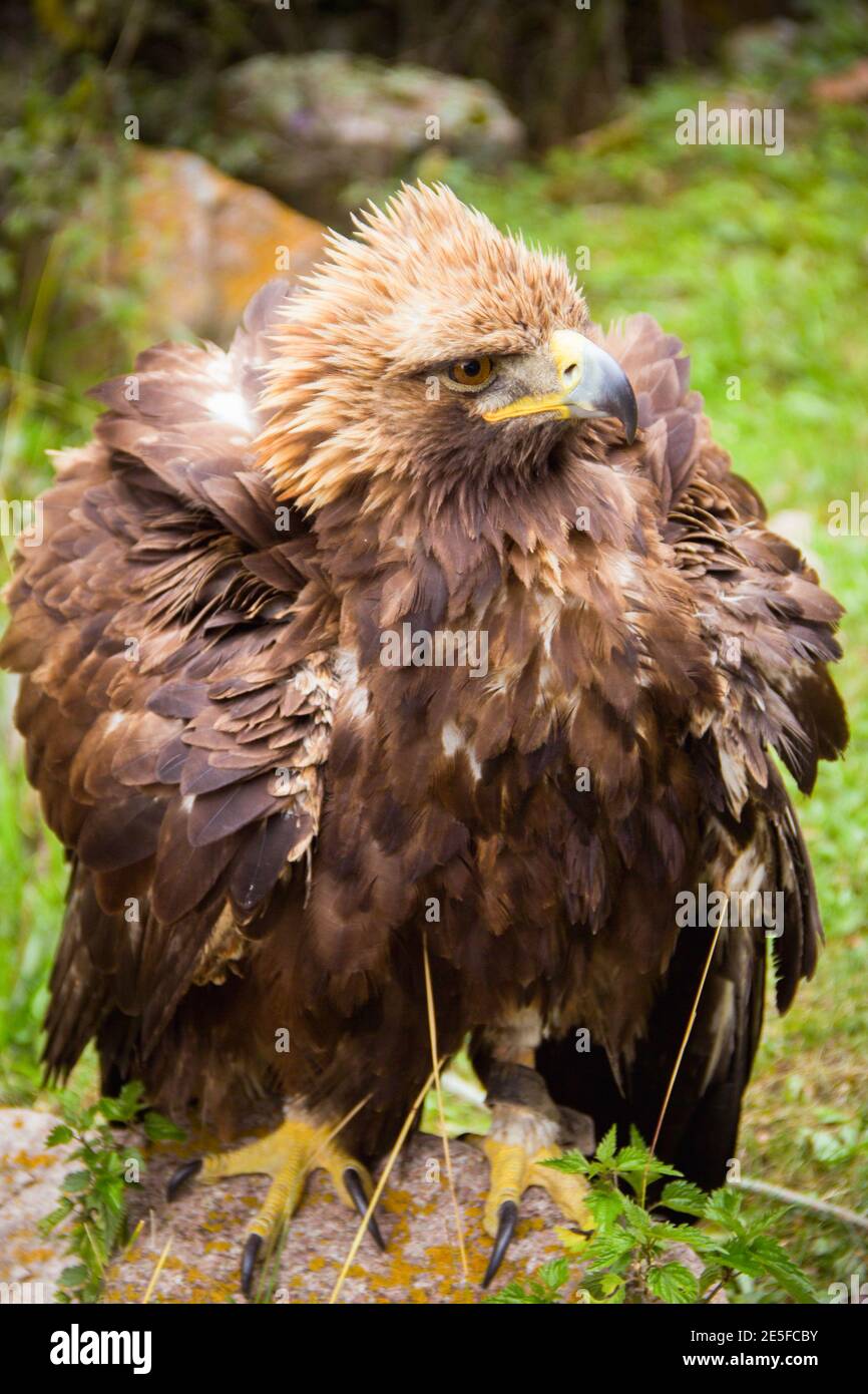 Steppenadler ein Goldener Adler auf grünem Hintergrund Stockfoto