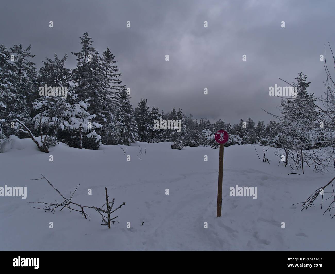 Schöne Winterlandschaft im Niedergebirge Schwarzwald mit schneebedeckten Wiesen und Bäumen an bewölkten Tag mit lila farbigen Wandermarkierung. Stockfoto