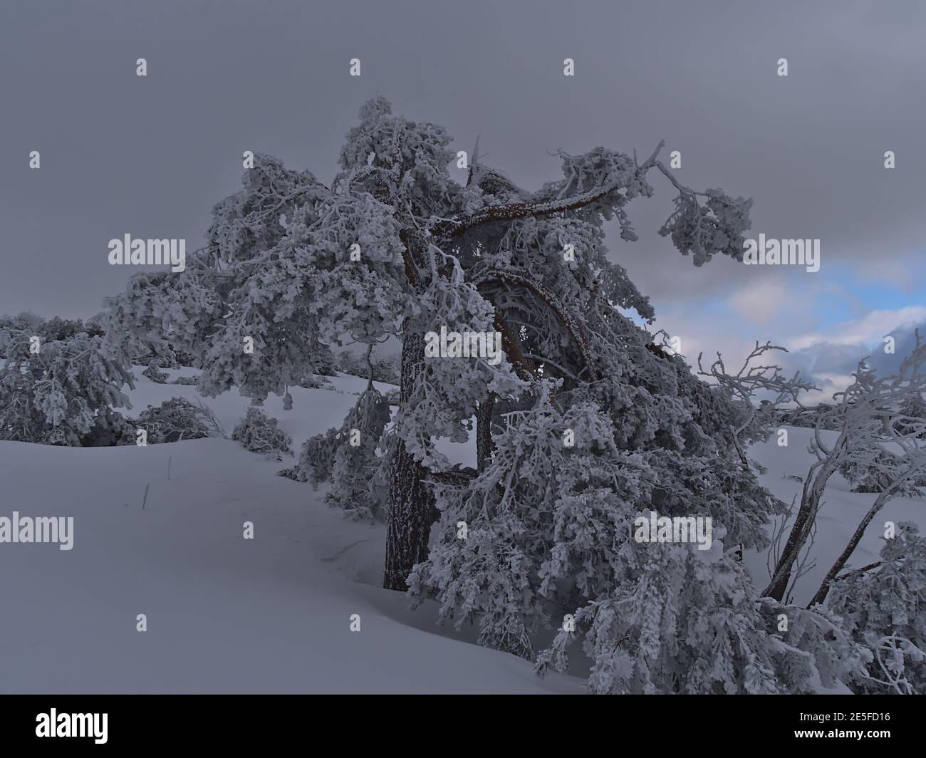 Ruhige Aussicht auf bizarr aussehende Nadelbaum mit gefrorenen Ästen im tiefen Schnee in der Nähe von Schliffkopf, Deutschland in Schwarzwald Hügeln mit bewölktem Himmel. Stockfoto