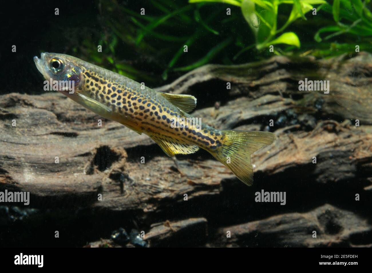 Leopard danios ist eine Variante des Zebra Danio Stockfotografie Alamy