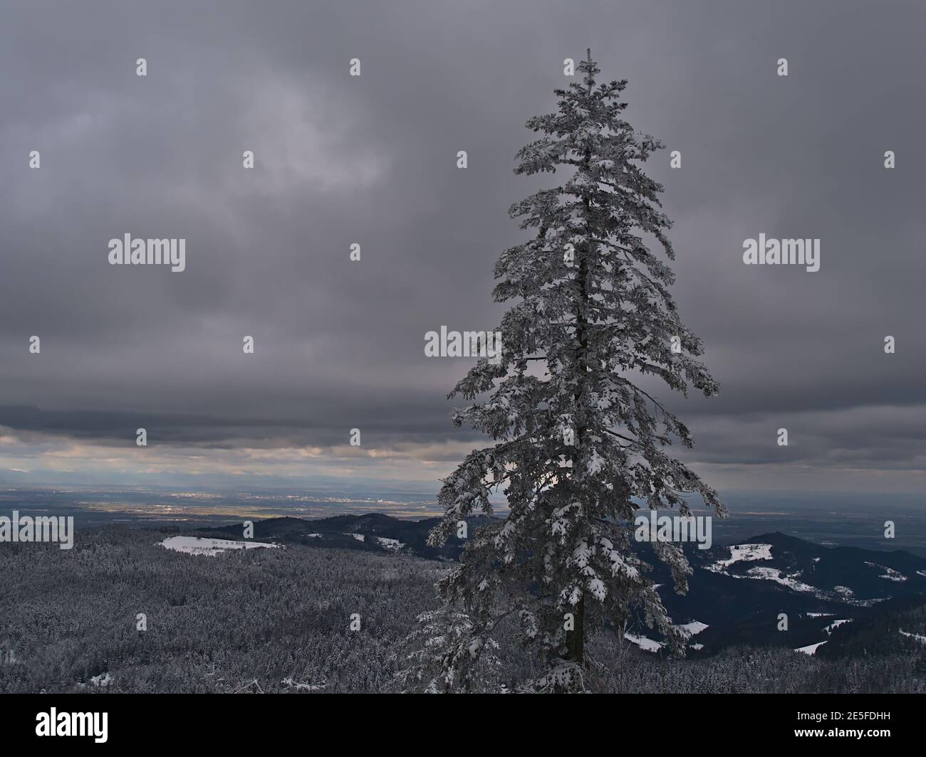 Einzelner Nadelbaum mit gefrorenen Ästen und herrlichem Panoramablick über schneebedeckte Schwarzwaldberge mit Rheintal und Vogesen. Stockfoto