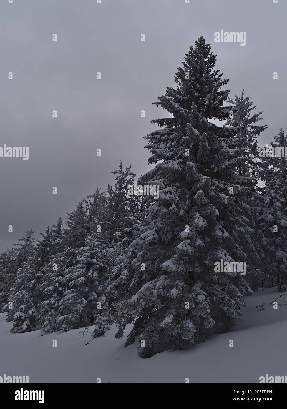 Schöne Portraitansicht des Nadelwaldes mit schneebedeckten Bäumen in der Wintersaison bei Schliffkopf, Baden-Württemberg, Deutschland im Schwarzwald. Stockfoto