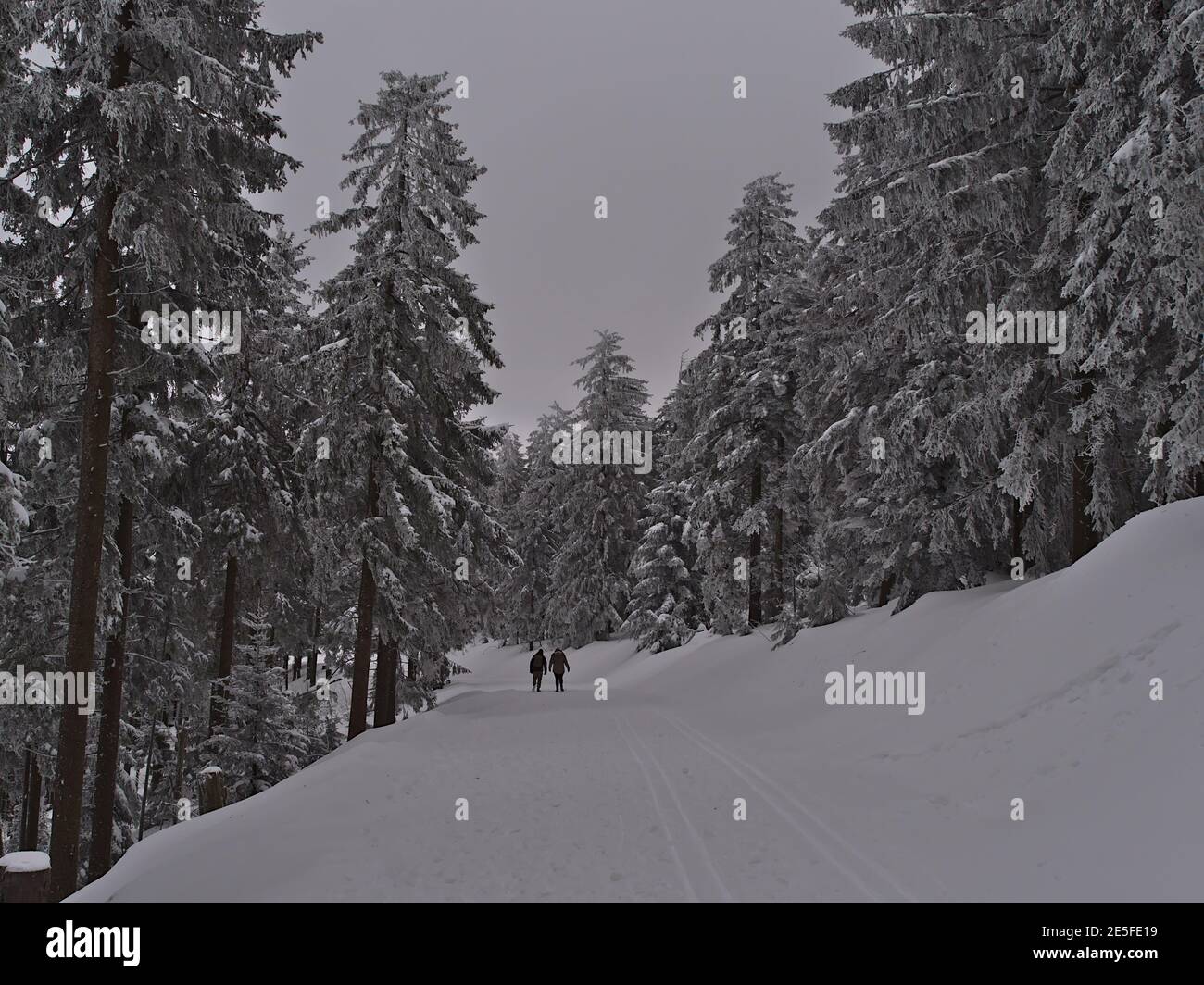 Pärchen genießen einen Spaziergang durch den wunderschönen verschneiten Wald mit bizarr aussehenden gefrorenen Nadelbäumen in der Nähe von Schliffkopf im Schwarzwald. Stockfoto