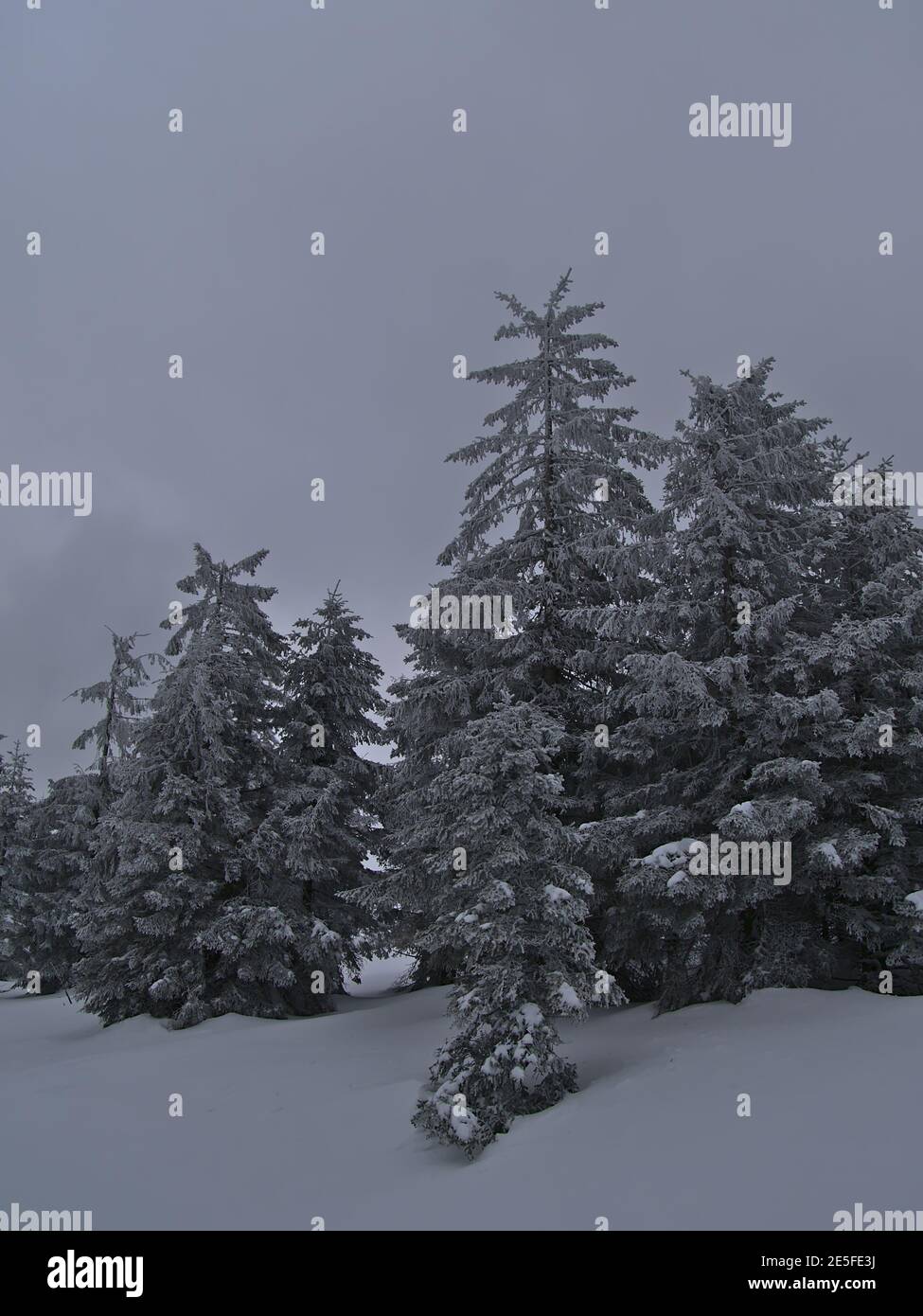 Porträtansicht einer ruhigen Winterlandschaft mit verschneiten Wäldern und Nadelbäumen mit gefrorenen Ästen am bewölkten Tag bei Schliffkopf, Deutschland. Stockfoto