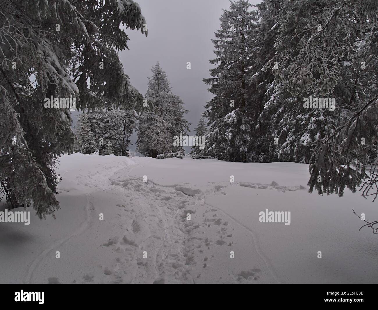 Schöne Aussicht auf Wanderweg in tiefem Schnee mit Fußabdrücken, die in der Wintersaison auf dem Schliffkopf in einem Wald von gefrorenen Nadelbäumen zu Lichtung führen. Stockfoto