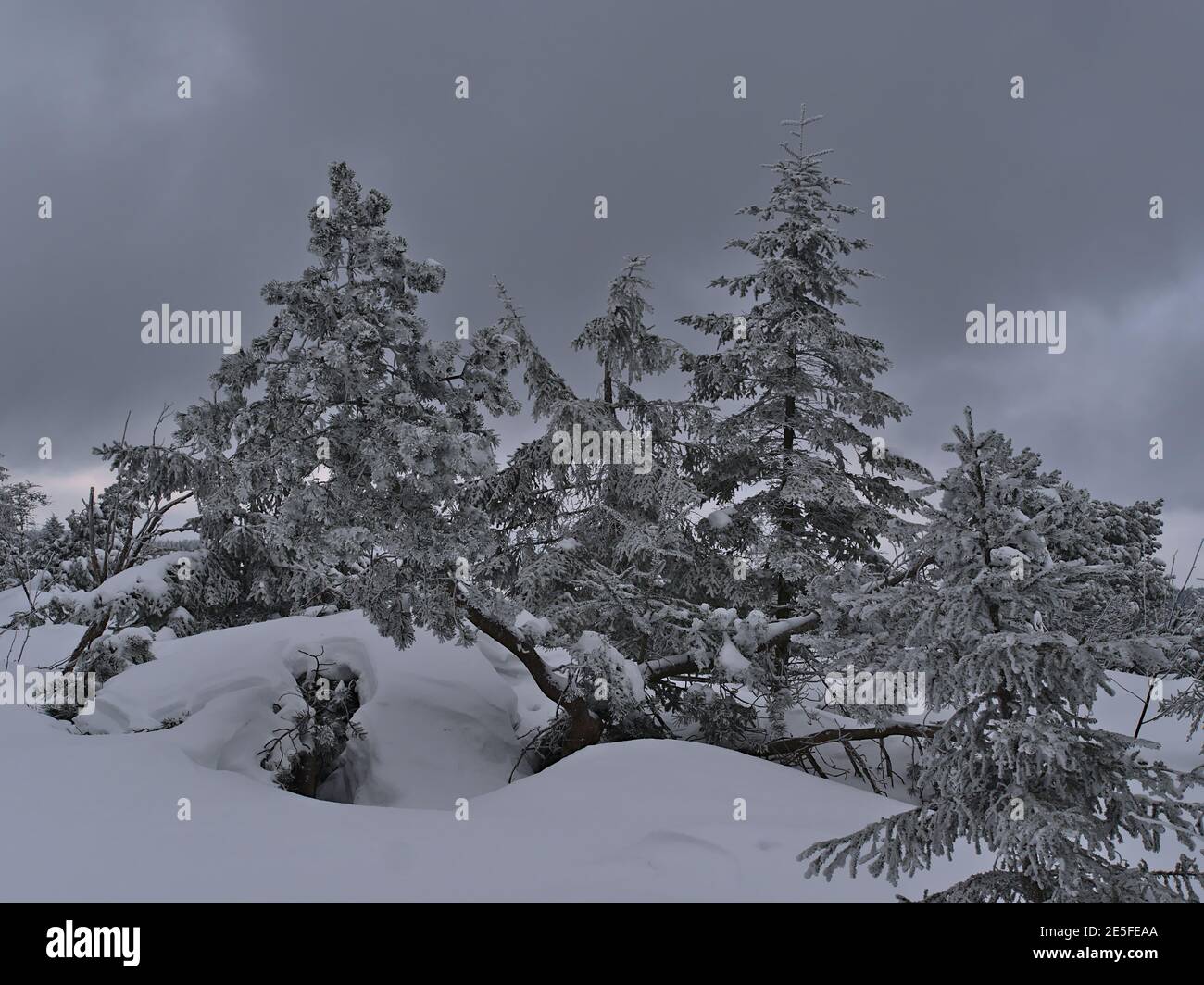 Bizarre Winterlandschaft mit tiefem Schnee und gefrorenen Nadelbäumen am bewölkten Tag in der Nähe von Schliffkopf Spitze, Deutschland in Schwarzwald Hügeln. Stockfoto