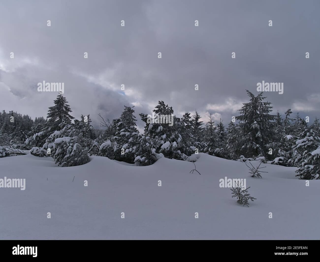 Ruhige Winterlandschaft mit tiefem Schnee und gefrorenen Nadelbäumen in den Schwarzwaldhügeln bei Schliffkopf, Deutschland in der Wintersaison. Stockfoto