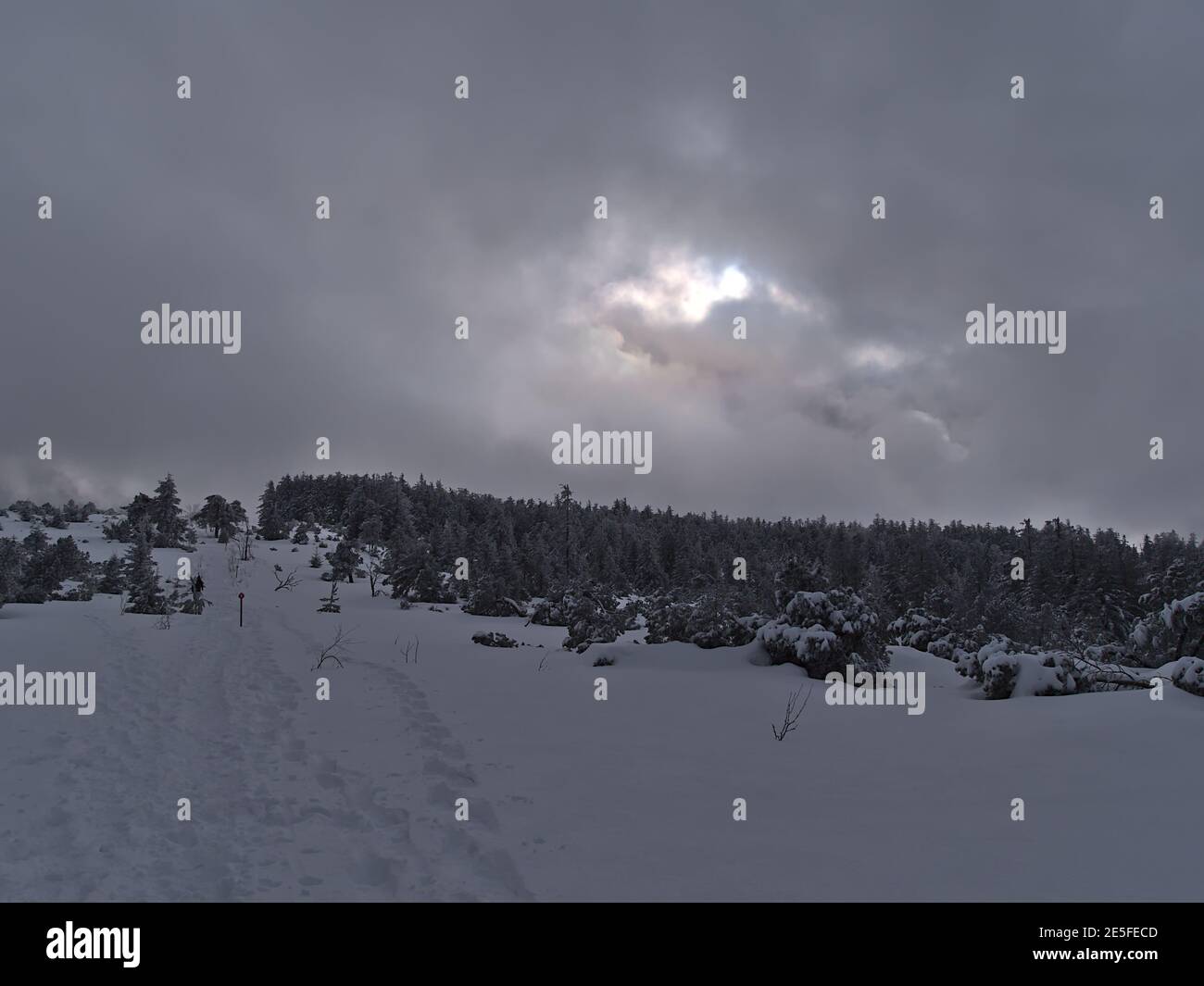 Schöne Winterlandschaft mit Wanderweg in tiefem Schnee und Wald von schneebedeckten Nadelbäumen auf dem Schliffkopf, Schwarzwald, Deutschland. Stockfoto