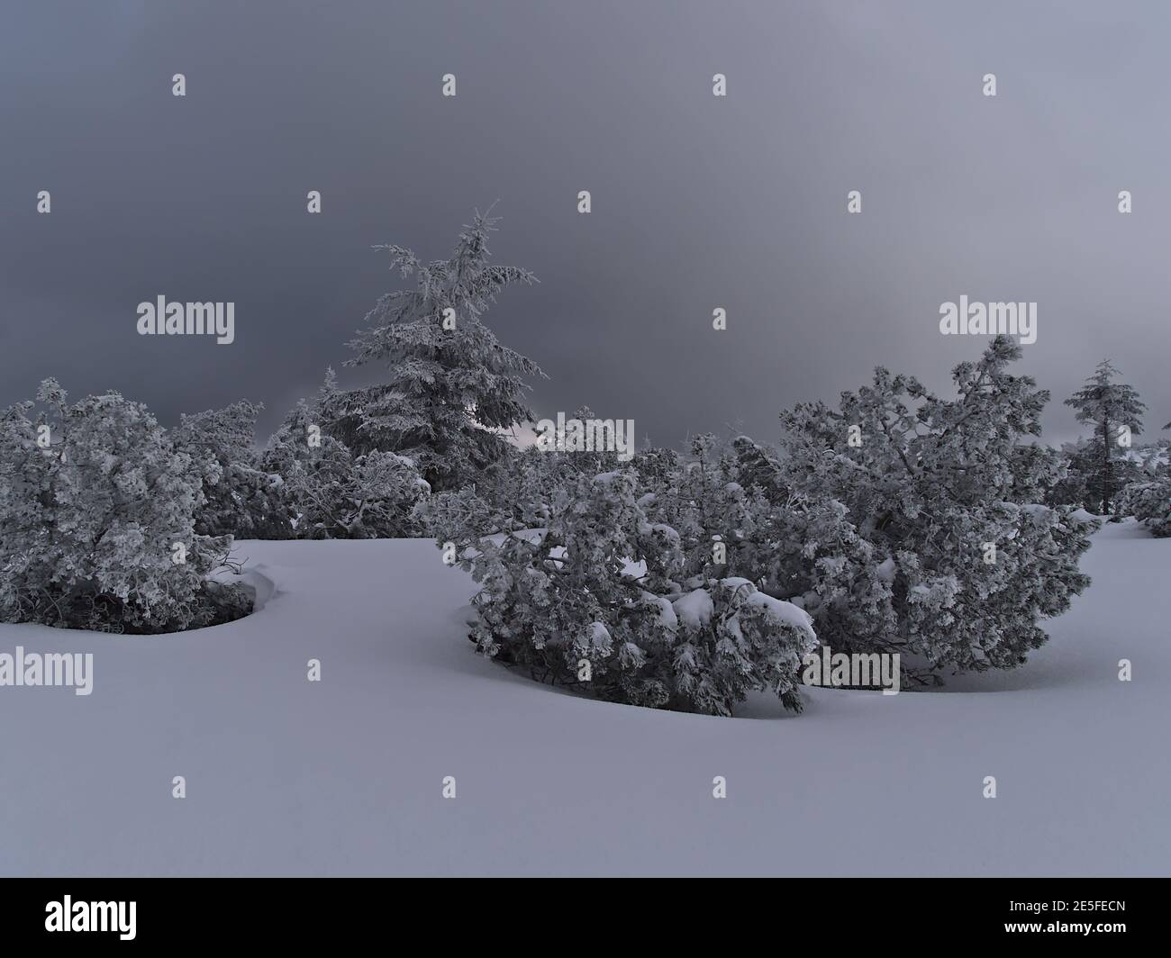 Wunderschöne Winterlandschaft mit tiefem Schnee und bizarr aussehenden Nadelbäumen mit gefrorenen Ästen in der Nähe von Schliffkopf, Deutschland im Schwarzwald. Stockfoto