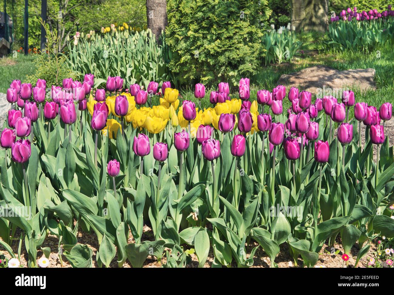 Tulip (lat.Túlipa) - Gattung der mehrjährigen krautigen Zwiebelpflanzen der Familie der Liliaceae Liliaceae. Ein schönes Blumenbeet in einem Erholungspark auf Th Stockfoto