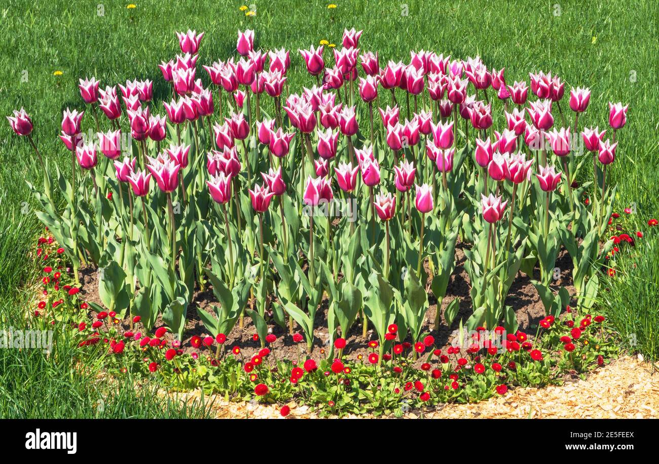 Tulip (lat.Túlipa) - Gattung der mehrjährigen krautigen Zwiebelpflanzen der Familie der Liliaceae Liliaceae. Ein schönes Blumenbeet in einem Erholungspark auf Th Stockfoto