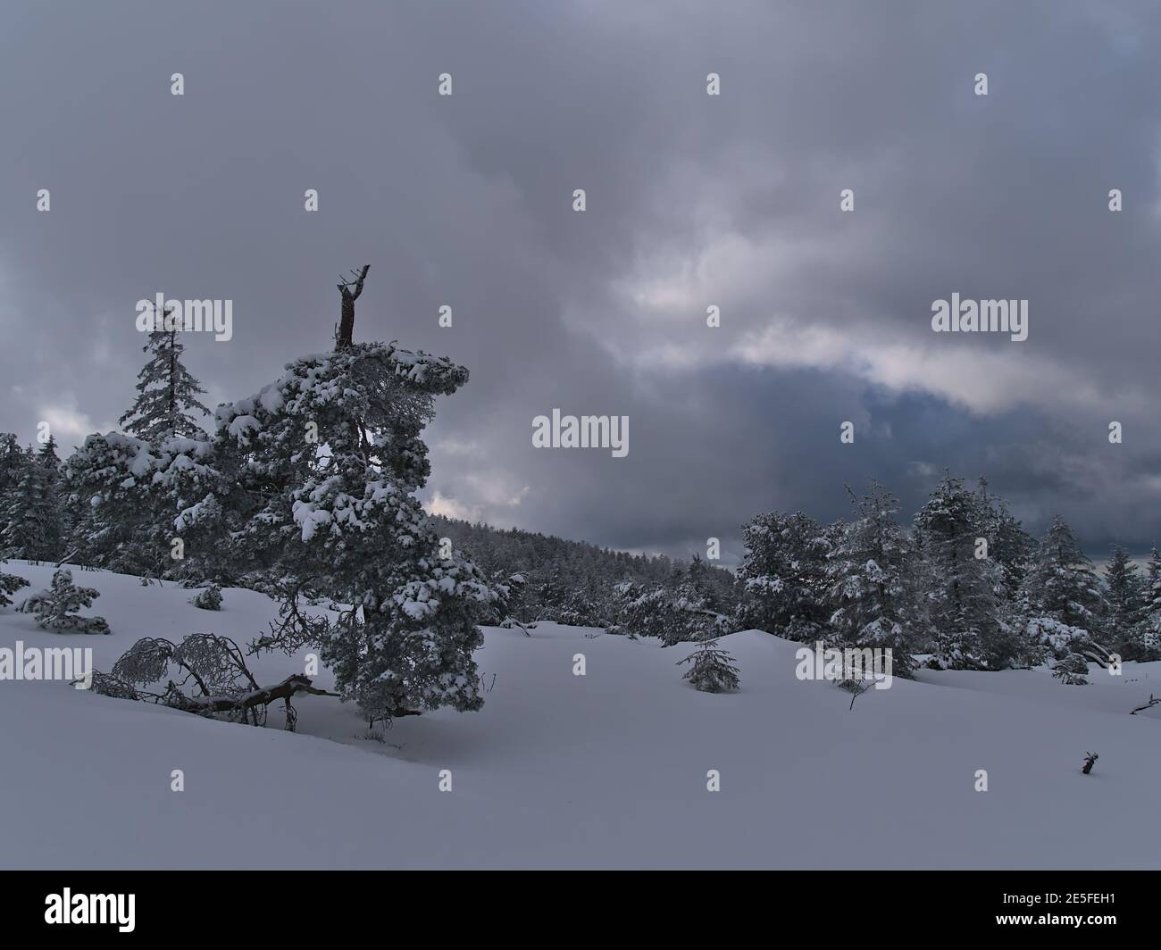 Wunderschöne Winterlandschaft mit gefrorenen Kiefern im Tiefschnee vor verschneiten Wäldern am Schliffkopf, Deutschland in den Schwarzwaldhügeln. Stockfoto