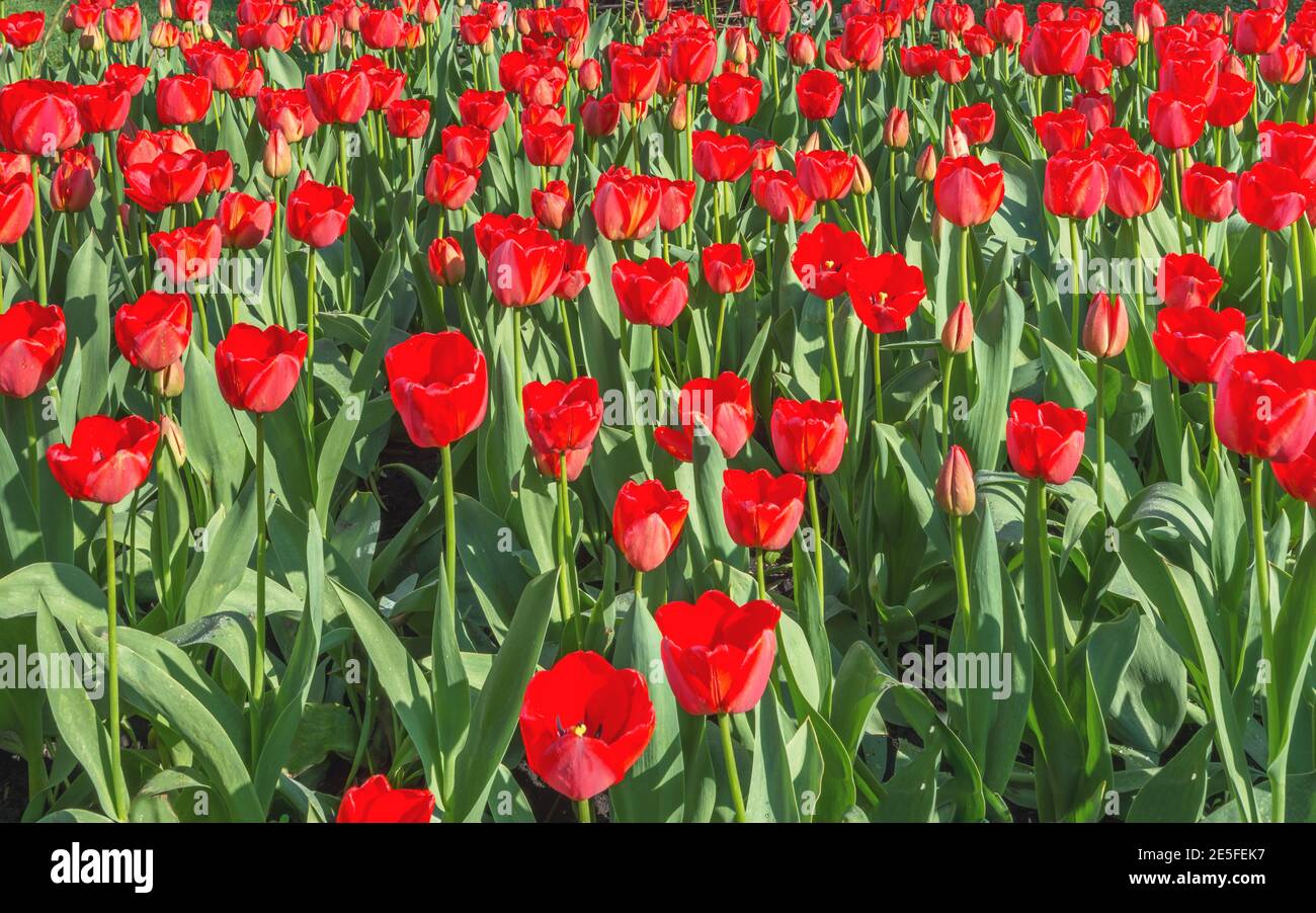 Tulip (lat.Túlipa) - Gattung der mehrjährigen krautigen Zwiebelpflanzen der Familie der Liliaceae Liliaceae. Ein schönes Blumenbeet in einem Erholungspark auf Th Stockfoto