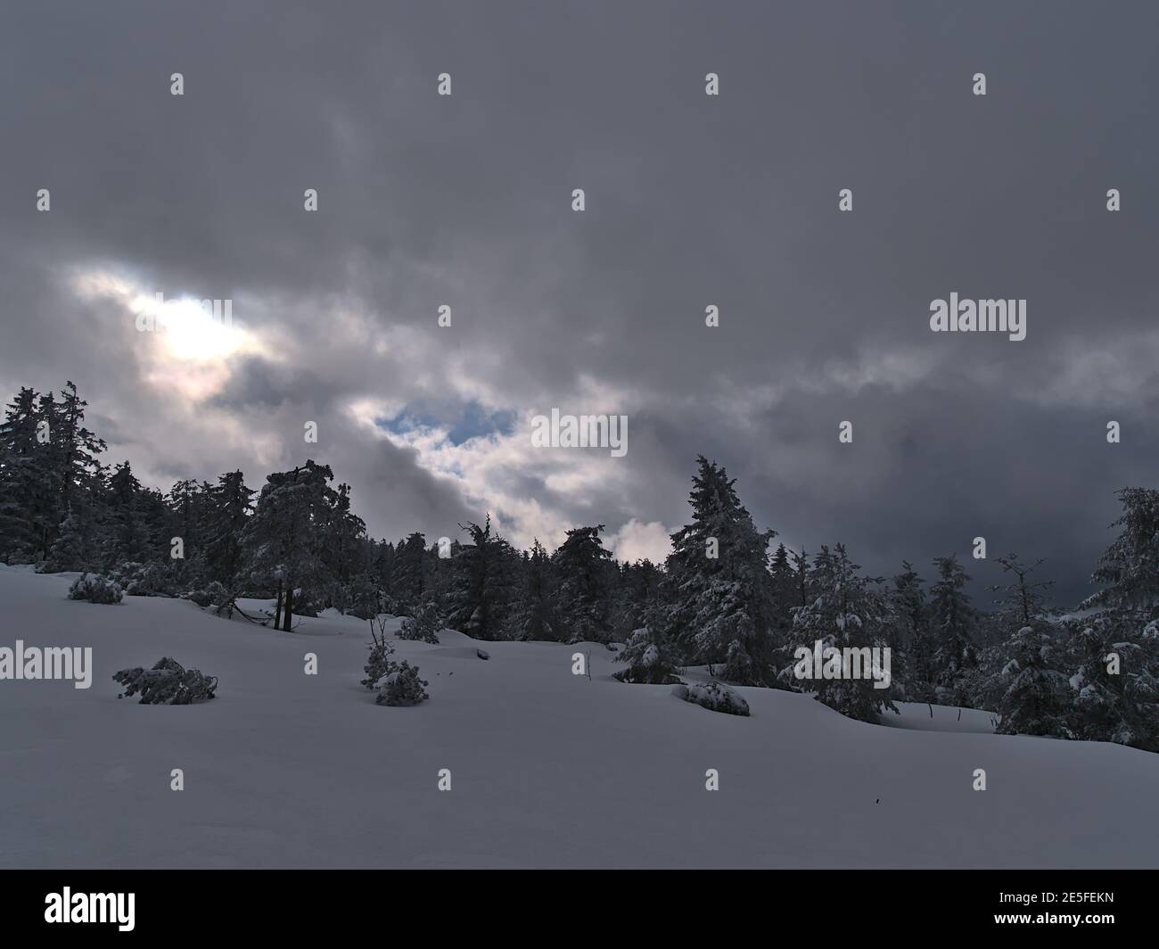 Atemberaubende Winterlandschaft in der Nähe von Schliffkopf, Deutschland in den Schwarzwaldhügeln mit tiefem Schnee, gefrorenen Nadelbäumen und einbrechendem Sonnenlicht. Stockfoto