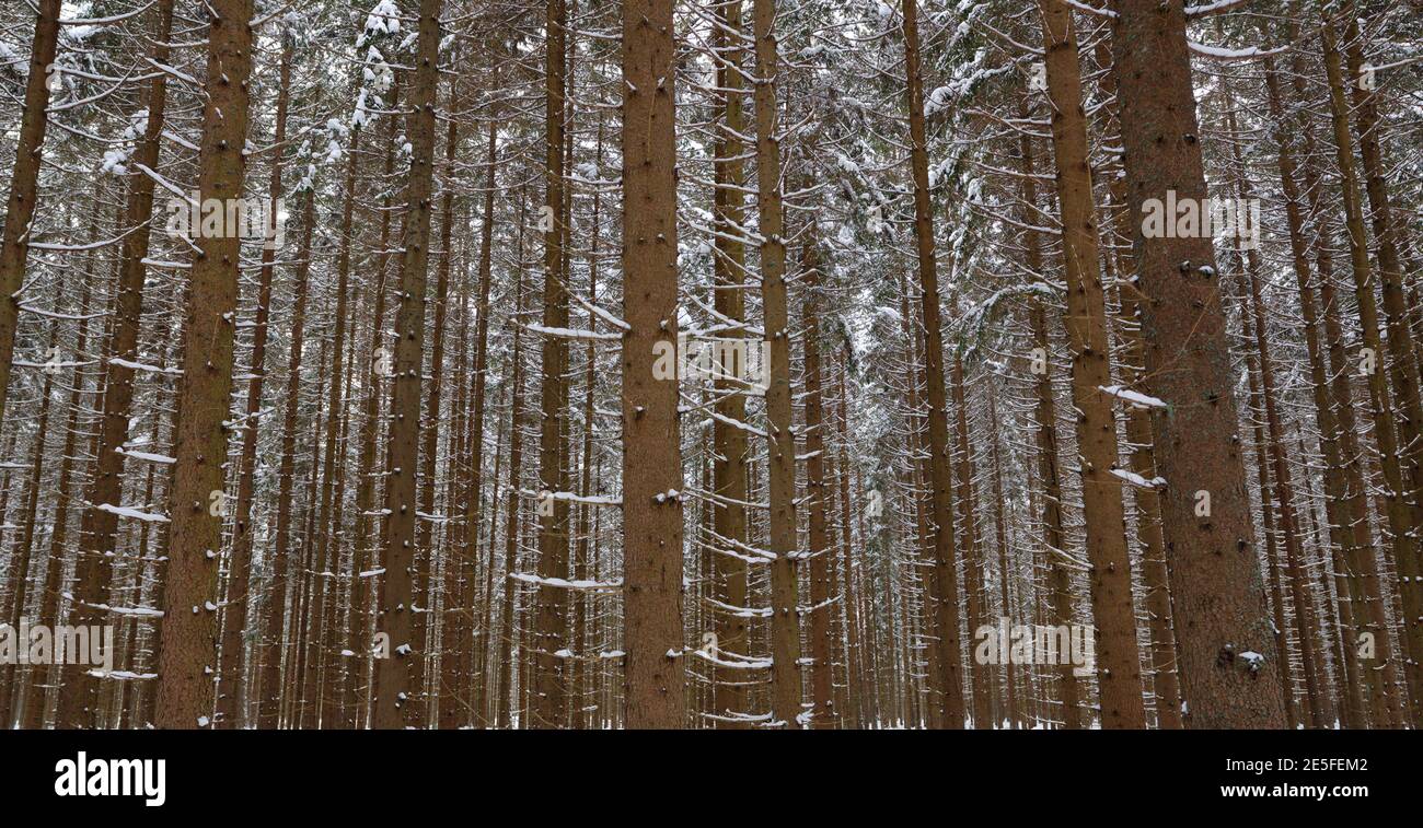 Landschaftlich schöner Blick auf einen Wald im Winter Stockfoto