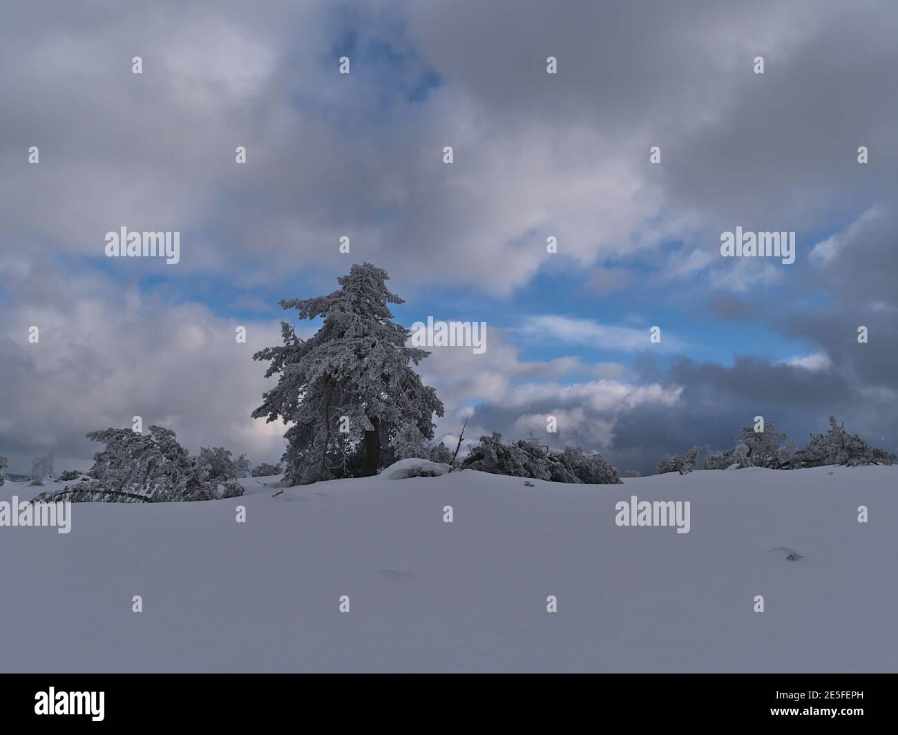 Atemberaubende Winterlandschaft mit bizarr aussehenden gefrorenen Kiefern im tiefen Schnee unten aufklären Himmel in der Nähe von Schliffkopf, Deutschland im Schwarzwald. Stockfoto