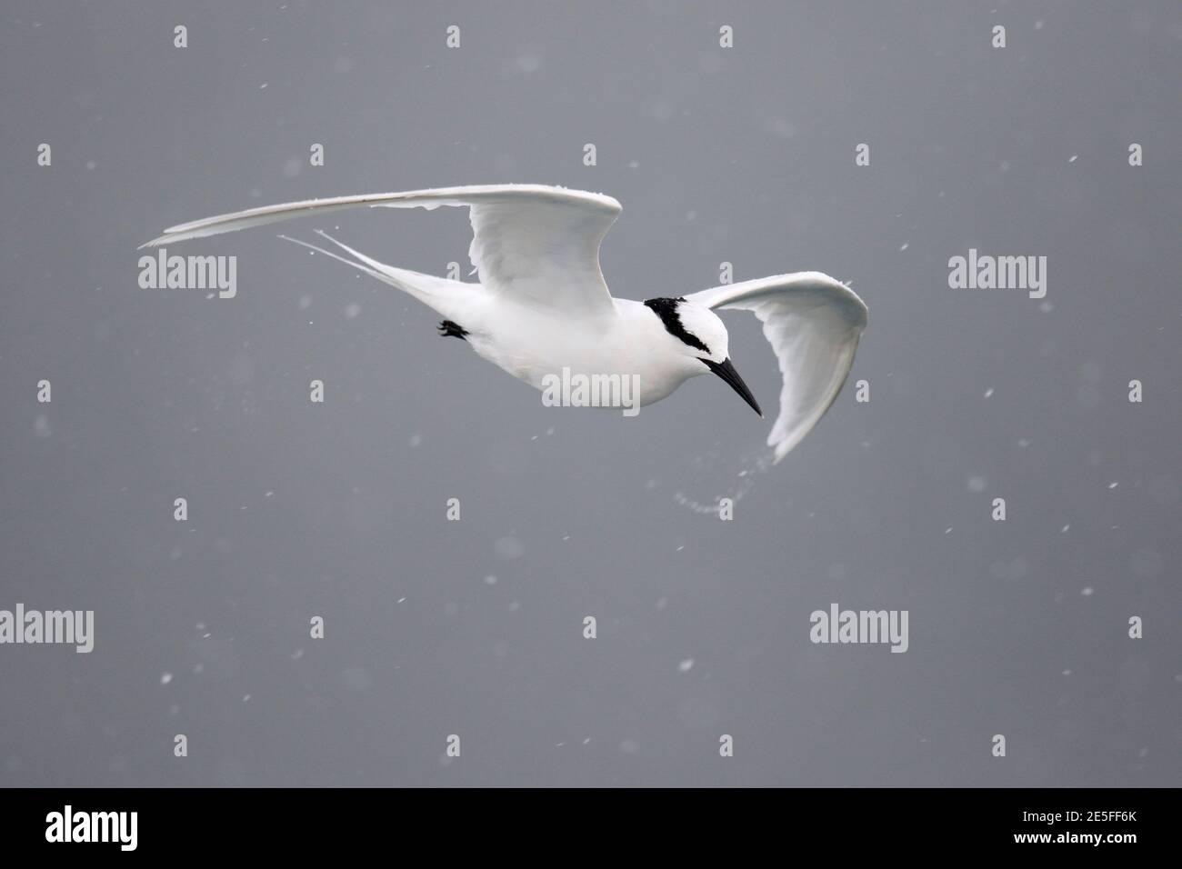 Schwarznapfseeschwalbe (Sterna sumatrana), fliegend im Regen, Mirs Bay, Nordost Hongkong 4. August 2016 Stockfoto