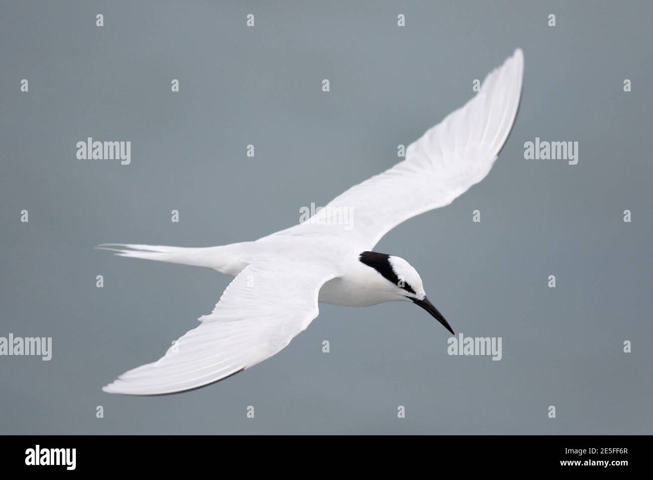 Schwarznapfseeschwalbe (Sterna sumatrana), Mirs Bay, Nordost Hongkong 4. August 2016 Stockfoto