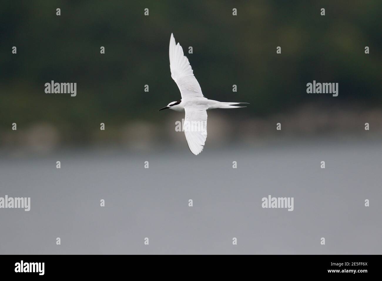 Schwarznapfseeschwalbe (Sterna sumatrana), Mirs Bay, Nordost Hongkong 4. August 2016 Stockfoto