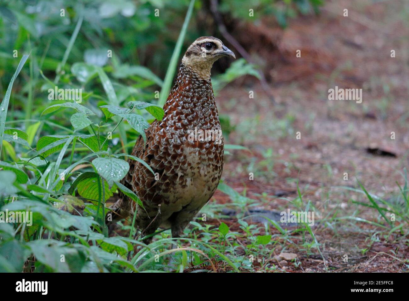 Reeves' Pheasant (Syrmaticus reevesii), weiblich, stehend, Seitenansicht, Dongzhai, Provinz Henan, China 25. Juni 2016 Stockfoto