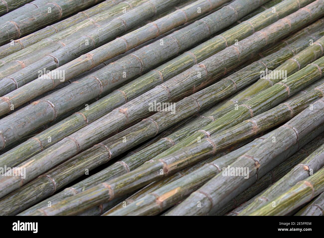 Stapel von geschnittenen und abgeschnittenen Längen von grünem Bambus, in der Nähe von Longxi, Provinz Fujian, China 11. Juni 2016 Stockfoto