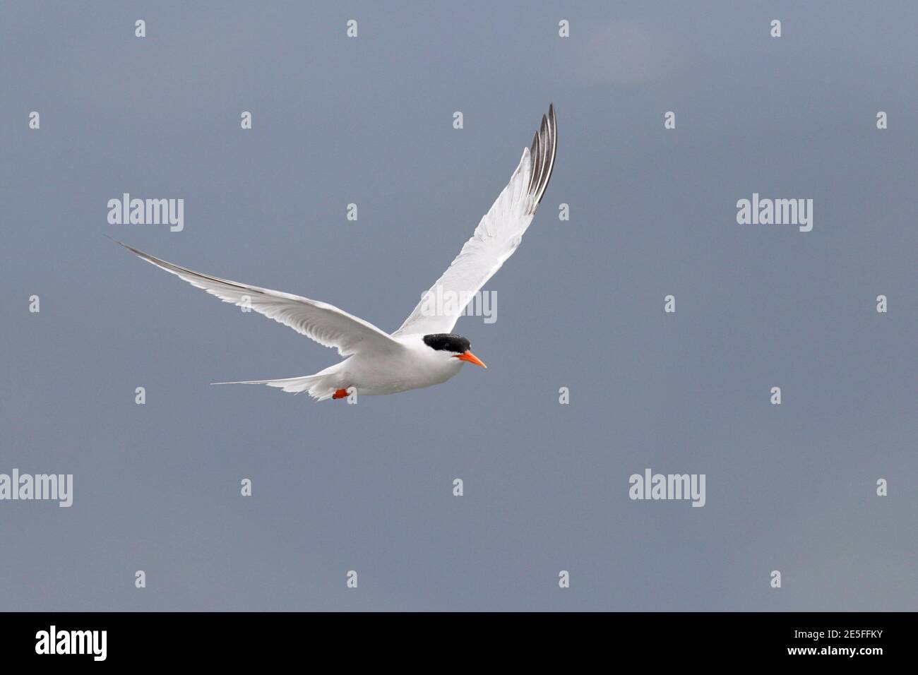 Roseate Tern (Sterna dougalli), Erwachsener im Flug, Vorderansicht, Mirs Bay, Hongkong 3. August 2016 Stockfoto