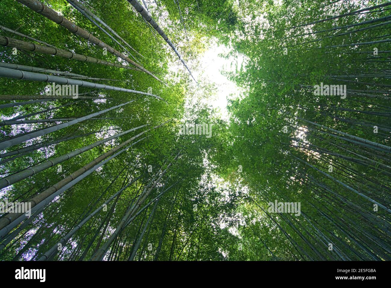 Erhöhter Winkel Aufnahme von Bambuswald. Tee, Bambus, Betel Nussbaum, Rinder Reiher Migration, Chiayi County Meishan Township Features, Taiwan. Stockfoto Erhöhter Winkel Aufnahme von Bambuswald. Tee, Bambus, Betel Nussbaum, Rinder Reiher Migration, Chiayi County Meishan Township Features, Taiwan. Stockfoto