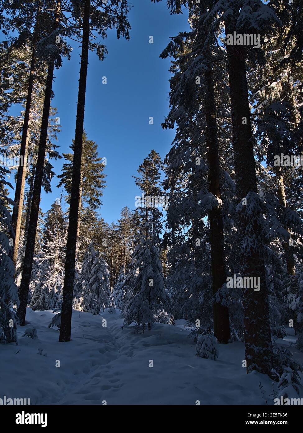 Fußabdrücke im Tiefschnee, der durch den Wald verschneite Nadelfichten bei Kniebis, Freudenstadt, Deutschland im Schwarzwald führt. Stockfoto