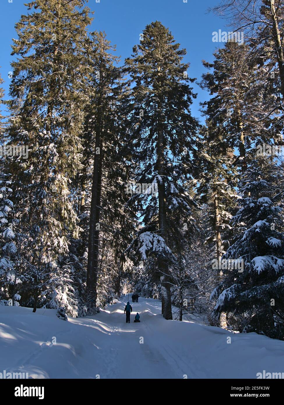 Schneebedeckter Weg mit Menschen genießen den Spaziergang durch einen Fichtenwald mit Nadelbäumen bei Kniebis, Freudenstadt, Deutschland im Schwarzwald. Stockfoto
