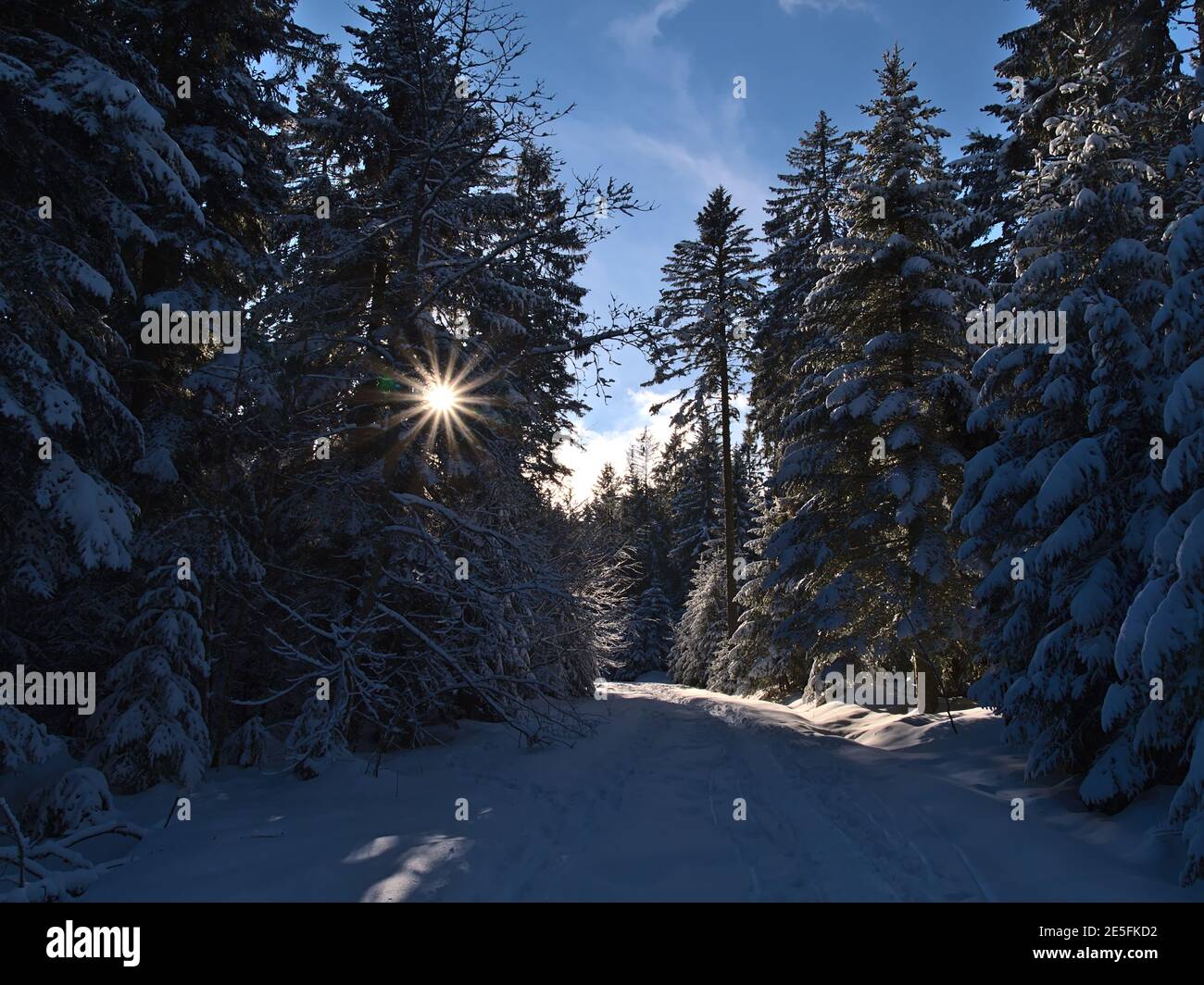 Atemberaubende Winterlandschaft mit strahlender Sonne, die durch die verschneiten Fichtenzweige bei Kniebis, Freudenstadt, Deutschland, im Schwarzwald scheint. Stockfoto