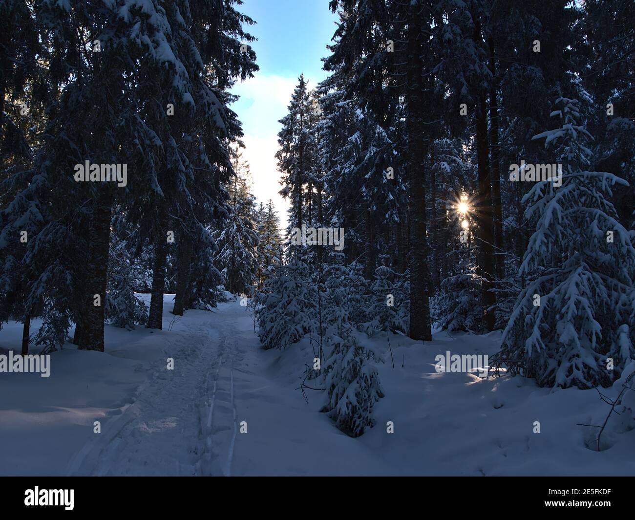 Schmaler Pfad im Tiefschnee mit Fußabdrücken, der durch verschneite Nadelbäume in der Nähe von Kniebis, Freudenstadt, Deutschland, im Schwarzwald führt. Stockfoto