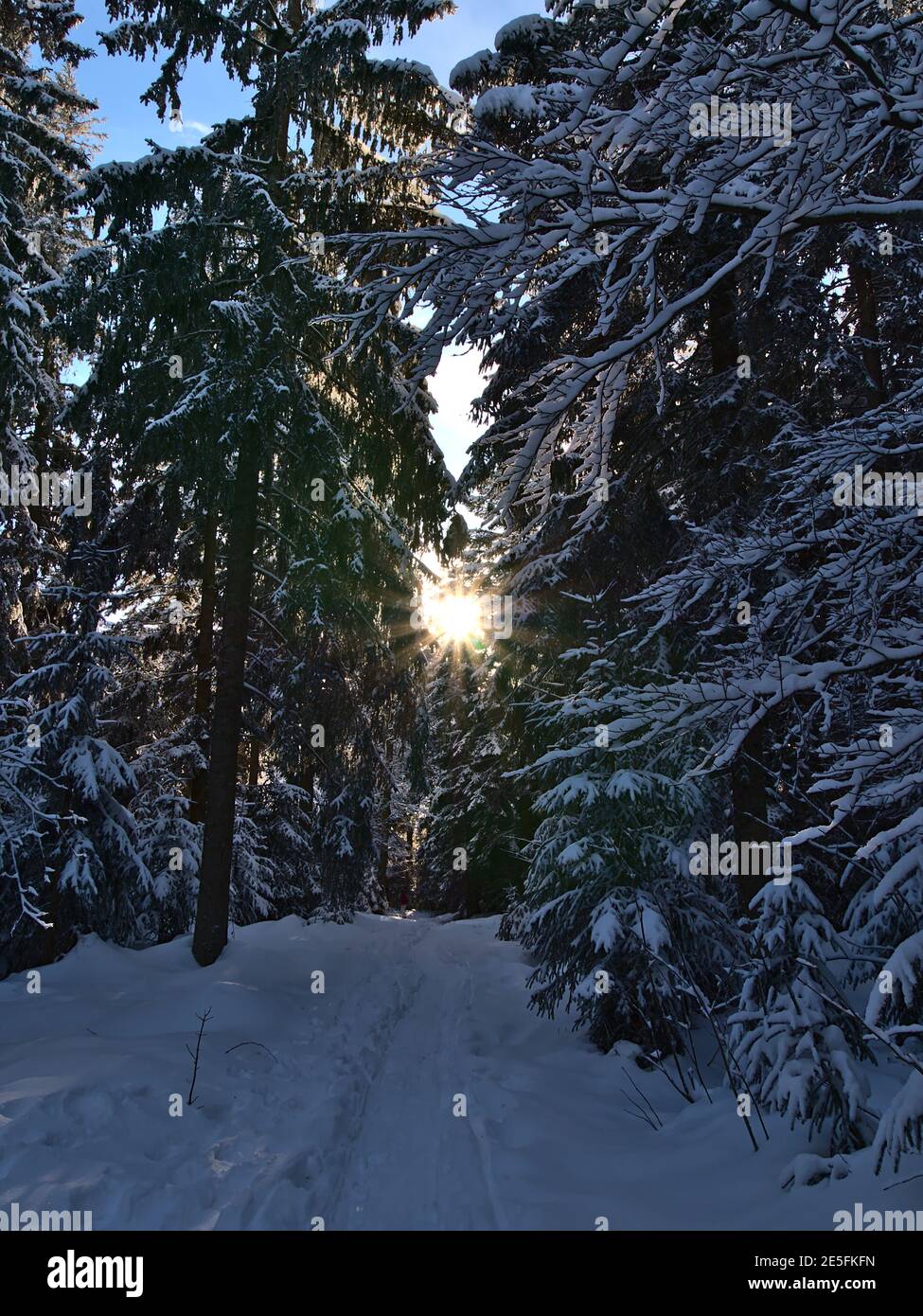 Schmaler Pfad im tiefen Schnee, der durch dichten Wald mit schneebedeckten Nadelfichtenbäumen bei Kniebis, Freudenstadt, Deutschland im Schwarzwald führt. Stockfoto