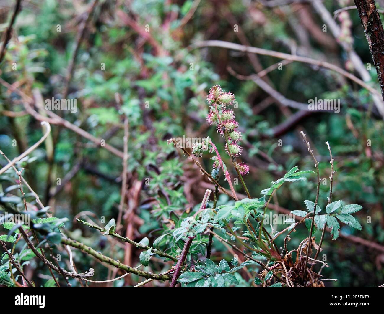 Ecuadorianische Andenberge mit Paramo-Vegetation Stockfoto