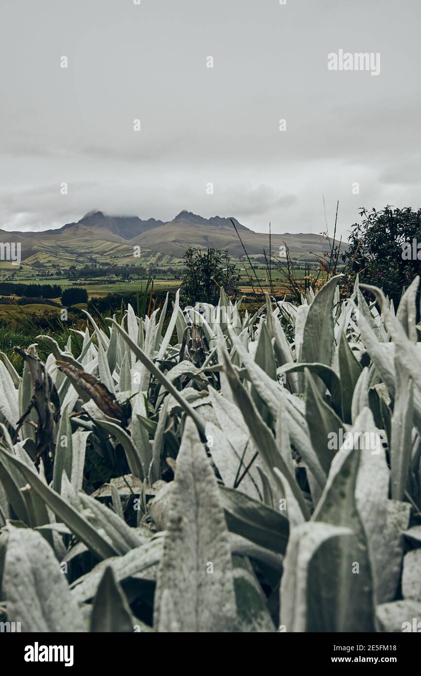 Ecuadorianische Andenberge mit Paramo-Vegetation Stockfoto