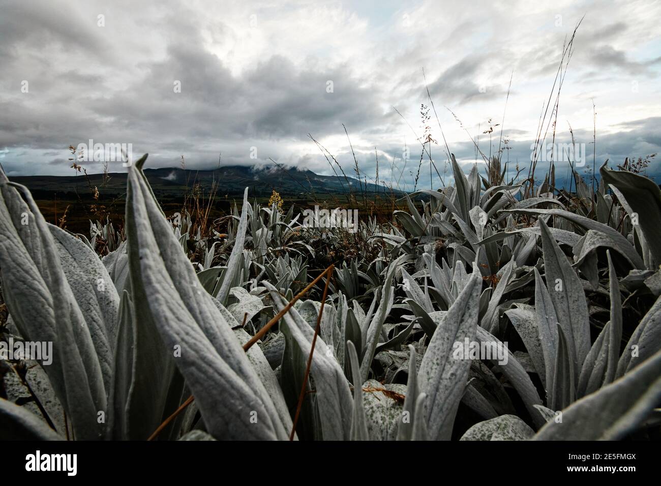 Ecuadorianische Andenberge mit Paramo-Vegetation Stockfoto