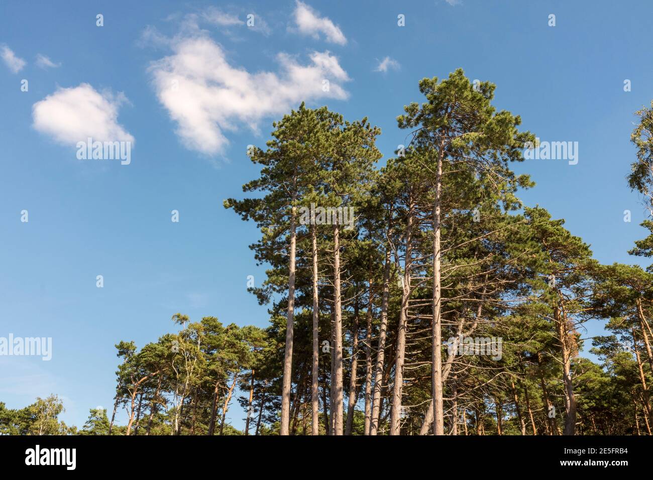 Windgepeitschte Bäume an einem Sommertag an der Ostseeküste Von Polen Stockfoto