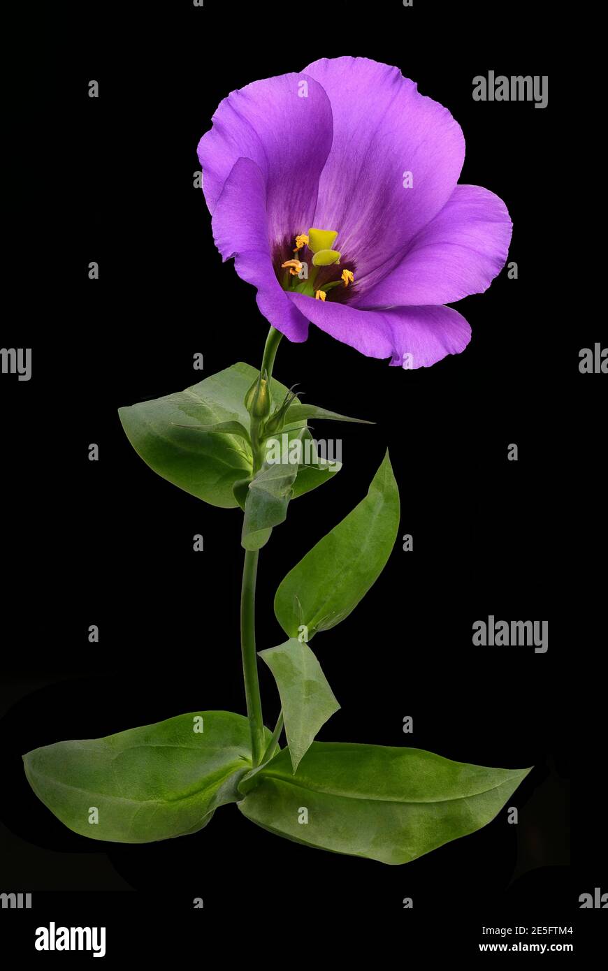 Lila blaue Lisianthus Blume mit Blättern und Stamm isoliert auf Weißer schwarzer Untergrund Stockfoto