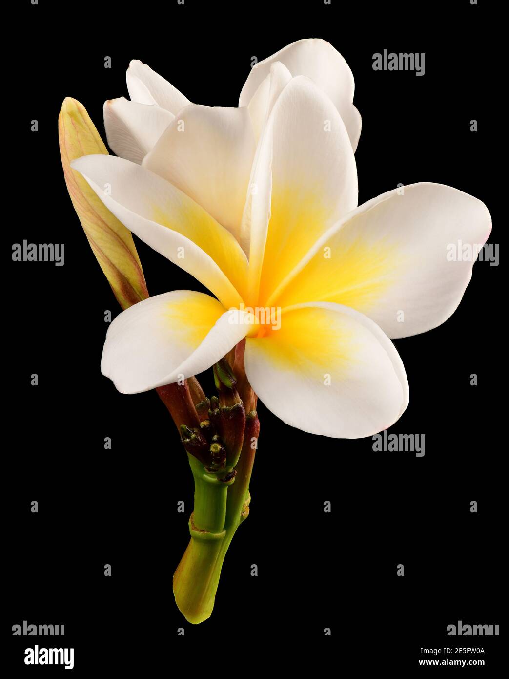 Weiße gelbe Frangipani Blume isoliert auf schwarz Stockfoto