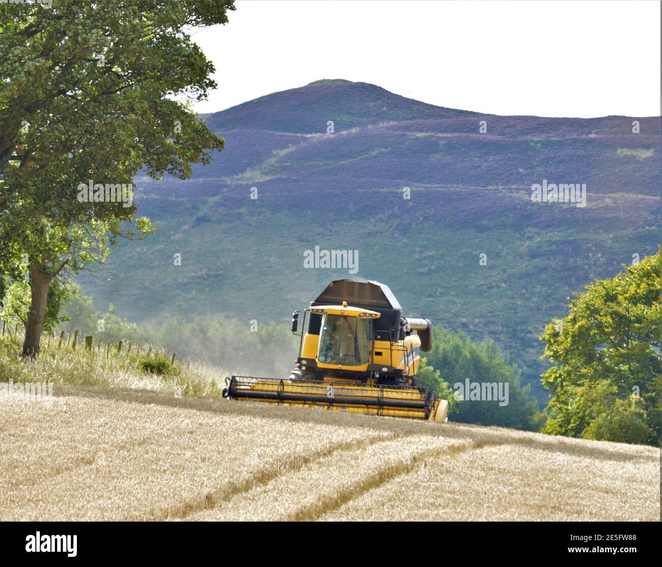 New Holland Combine Erntegut, Abernyte, Perthshire, Schottland Stockfoto