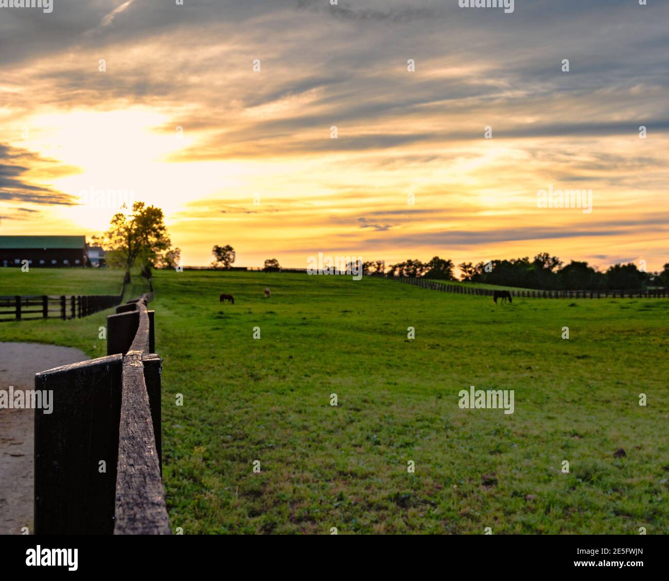 Pferde grasen in einem Kentucky Bluegrass Weide mit einem bunten Sonnenuntergang im Hintergrund Stockfoto