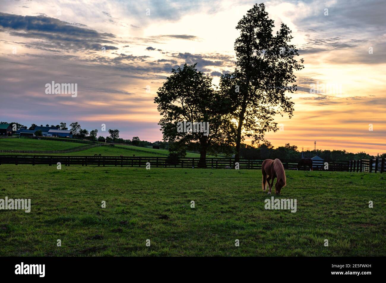 Pferde grasen in einer Kentucky Weide bei Sonnenuntergang Stockfoto