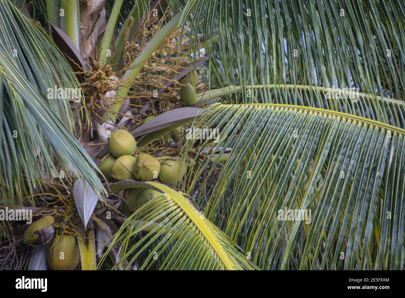 Detail einer Palme mit Kokosnussfrüchten Stockfoto
