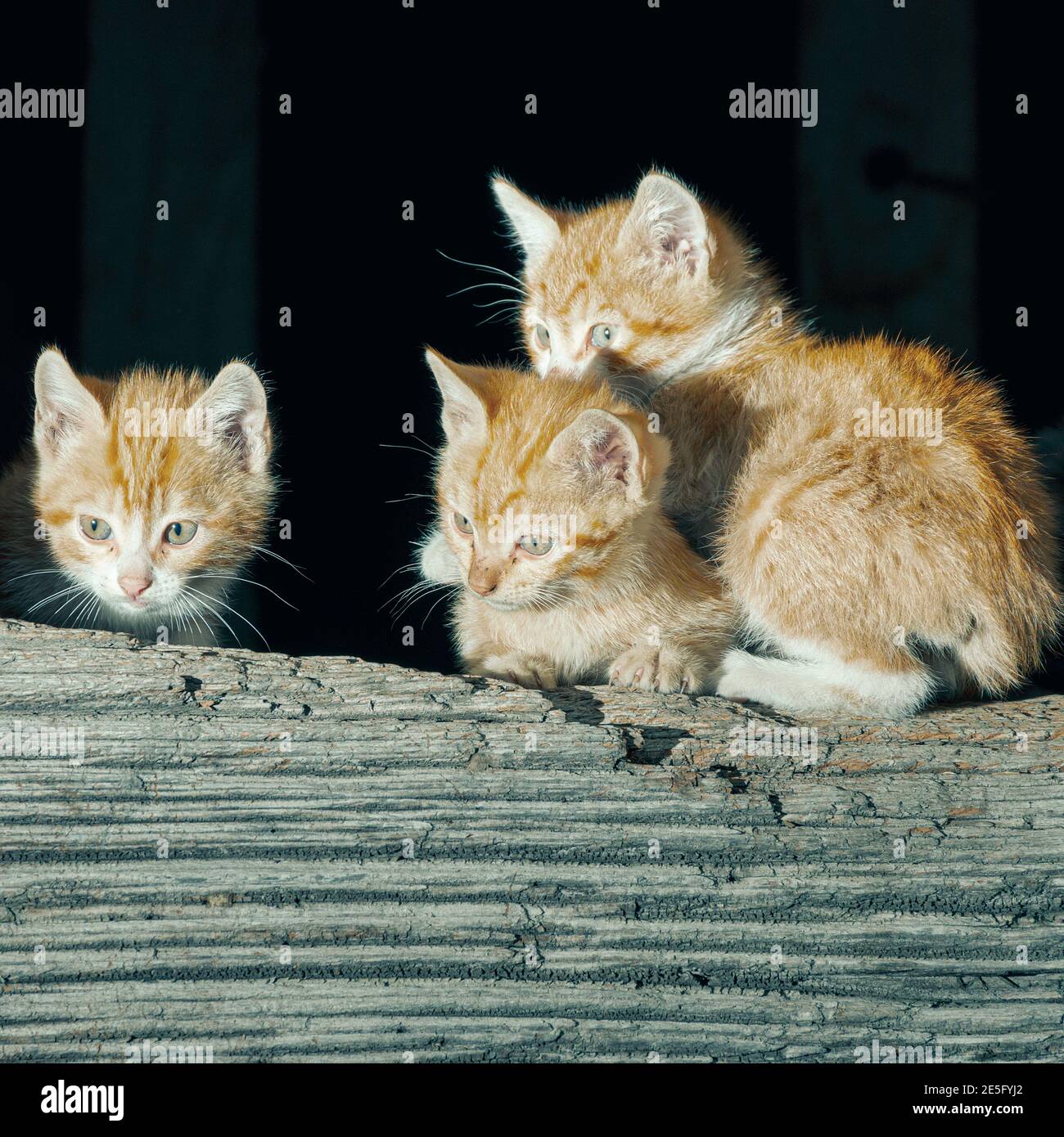 Katzen in einer Stadt in der gemeinde aller in Asturien, Spanien. Auf dem Foto sind drei orange und weiße Katzen zu sehen. Die Katzen sind erst ein paar Monate alt. Stockfoto