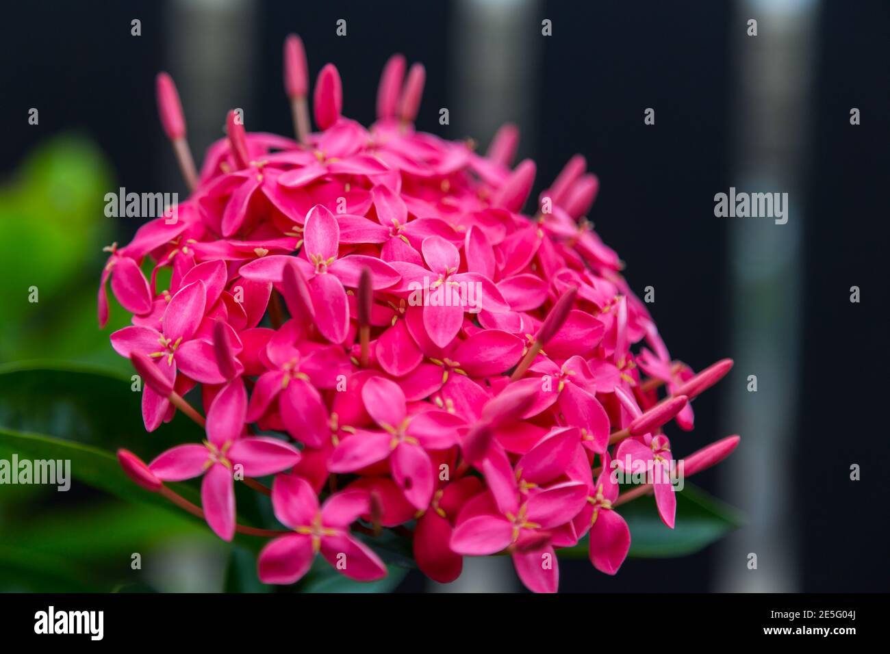 Rote ixora Coccinea Blume มNature Stockfoto