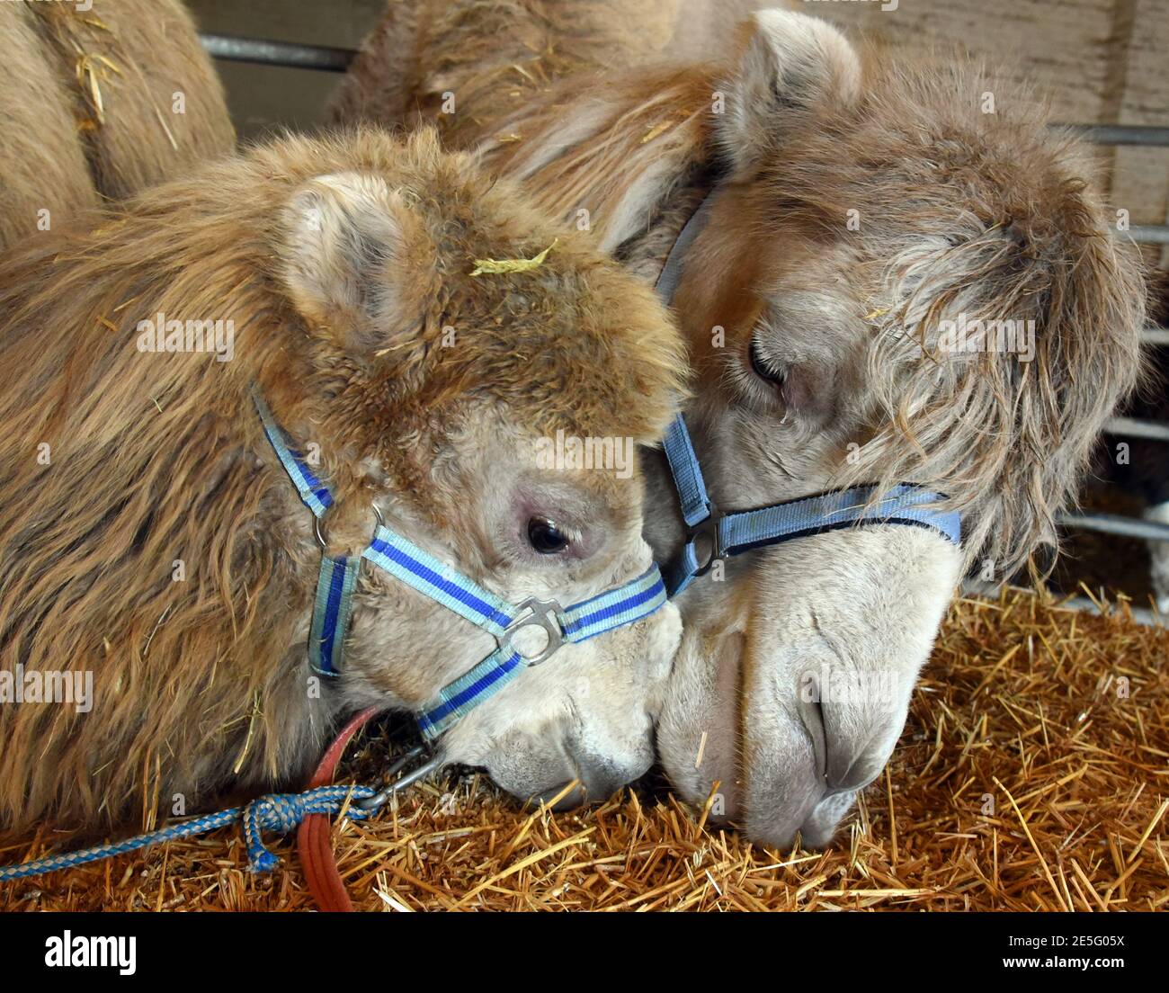 27. Januar 2021, Sachsen, Delitzsch: Die beiden weißen Kamele 'Magai' und 'Simba' (r-l) gehören zum 'Cirkus Alexander', der sich derzeit in Winterquartieren in der Kleinstadt Delitzsch befindet. Seine Besitzer, Tiertrainer Lauenburger und Aerialist Freiwald, kümmern sich sehr um ihre Tiere. Seit fast einem Jahr sind sie und ihre Mitarbeiter nicht in der Lage, mit dem vor neun Jahren gegründeten Zirkus aufzutreten und brauchen dringend Geld, Material und Nahrung. Ihre größte Sorge ist jetzt, dass sie ihre 12 Tiere wegen eines Mangels an Nahrung verkaufen müssen. Foto: Waltraud Grzbitzsch/dpa-Zen Stockfoto