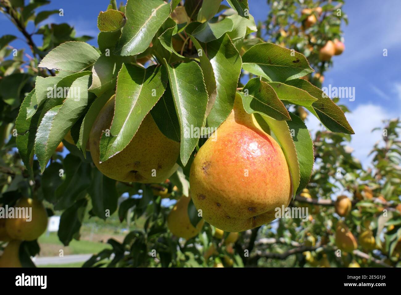 Schöne glänzende Birne in einer Obstplantage auf dem Baum, aus biologischem Anbau, daher mit Schönheitsflecken Stockfoto