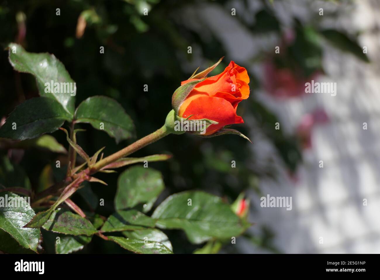 Wunderbar duftende Rose aus einem schönen Rosenbusch an einem befestigt Hauswand Stockfoto