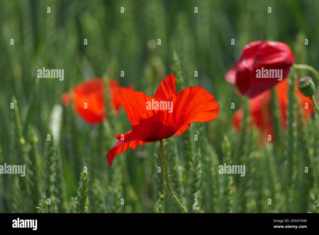 Schöne rote Blumen für das Auge, Mohnpflanzen in einem Getreidefeld Stockfoto
