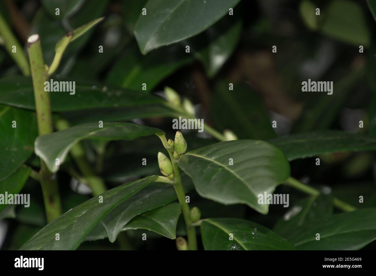 Neue Knospen auf Kirsche Lorbeer Zweig im späten Winter in deutschland Stockfoto